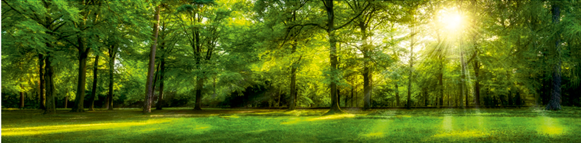 wald-2-1160x287px-web1p29rrrv3uqgx019b1
